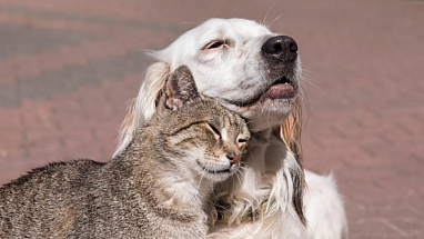 A dog and a cat nuzzling each other